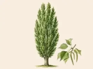 улиас
